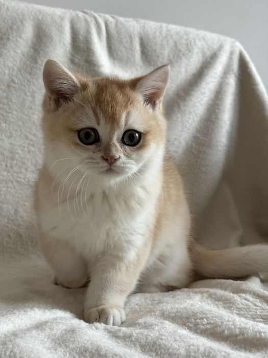 Chłopczyk brytyjski