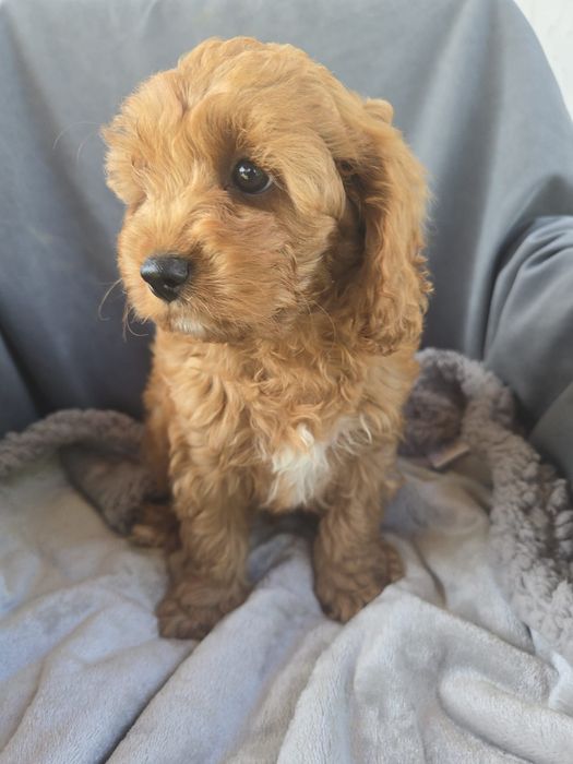 Cavapoo f1 samiec chłopczyk cavapo
