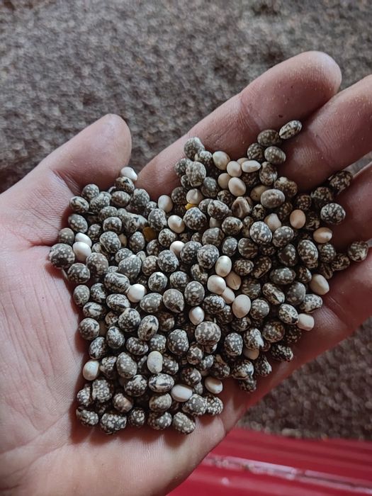 Łubin niebieski gorzki