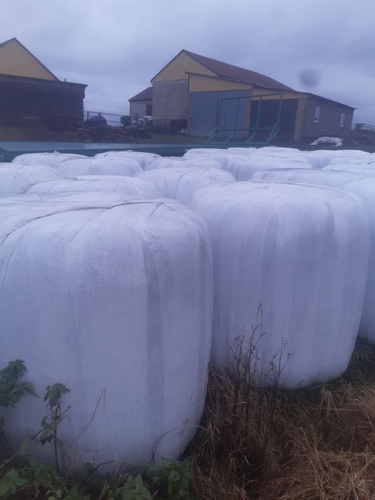 Sianokiszonka z trawy sianej