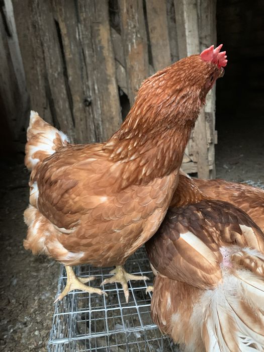 Куры ломан браун 3.5 мес