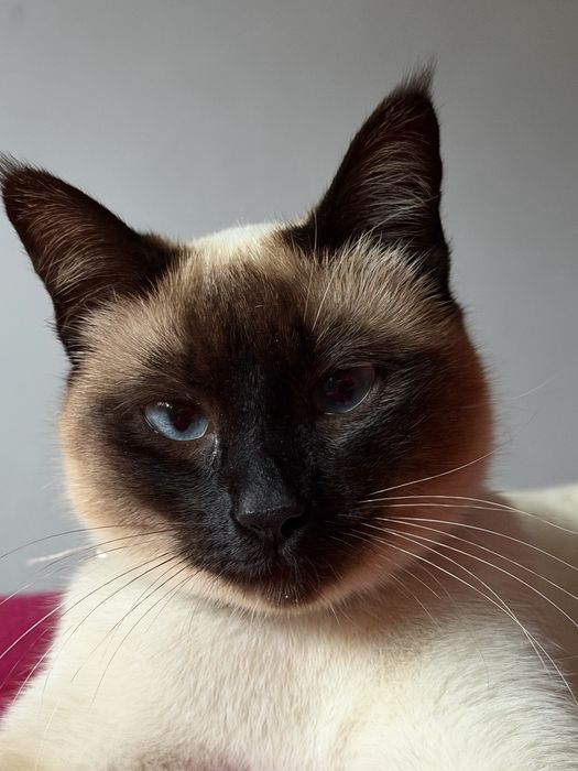 Gatinha esterlizada com um ano