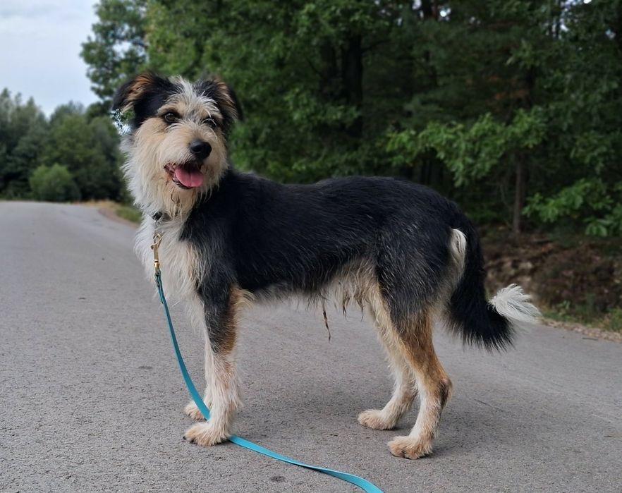 Sznaucer, terier mix, 1 rok, 14 kg, do domu z ogrodem adopcja