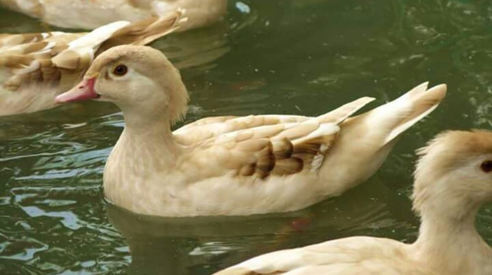 Kaczki  ozdobne   KAROLINKI   BLOND   para   i  inne