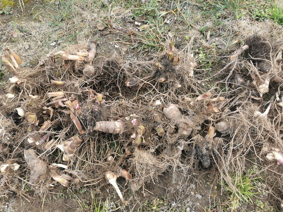 Paciorecznik kanna zestaw 10 szt canna