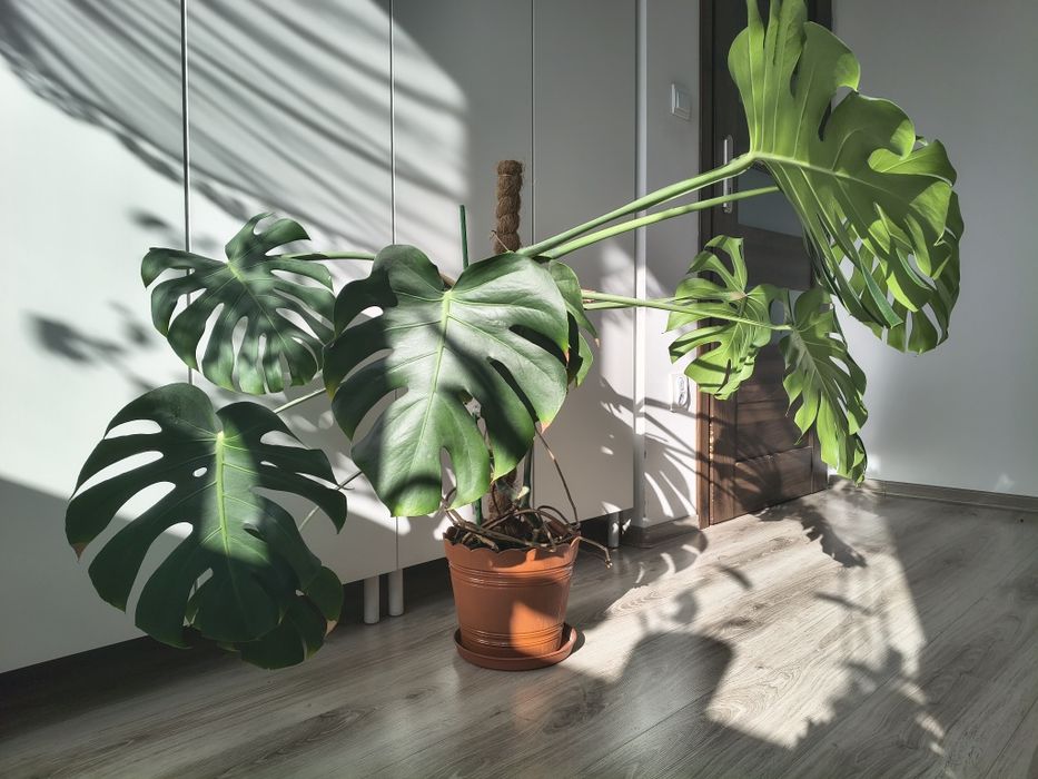 Monstera deliciosa duża