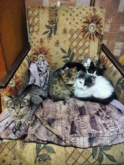 Віддам кошенят, безкоштовно