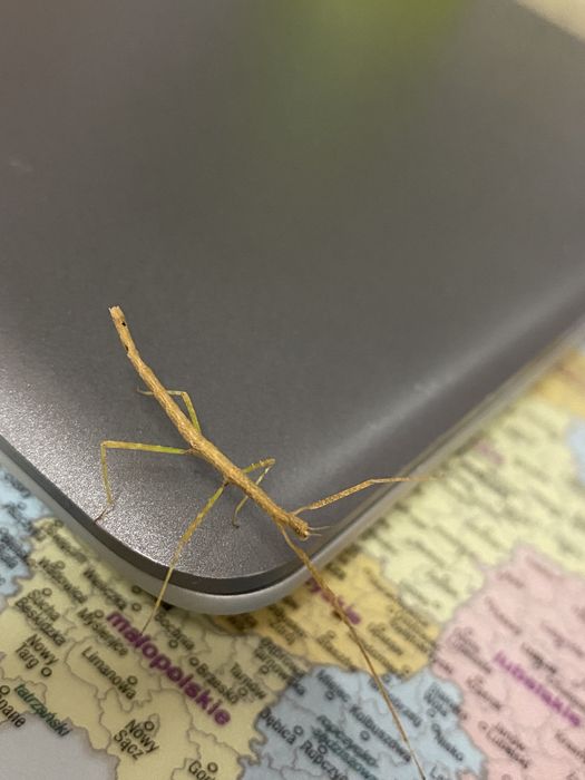 Patyczaki rogate młode