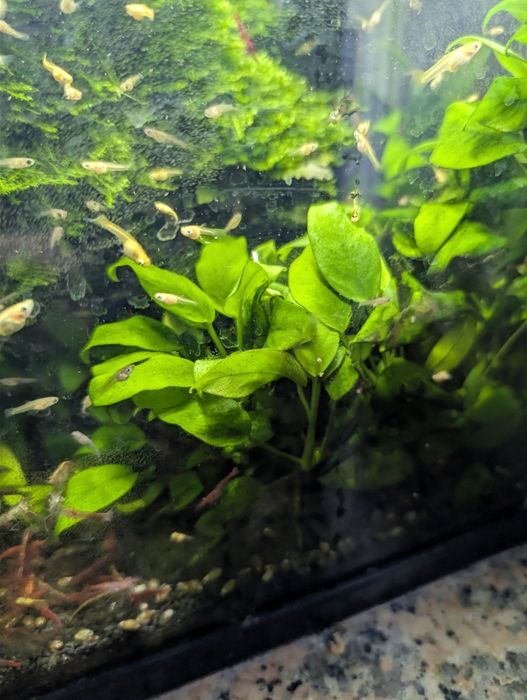 Anubias barteri var. nana