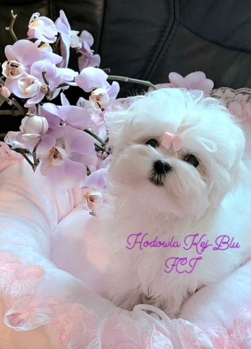 Maltańczyk szczenięta ZKwP FCI