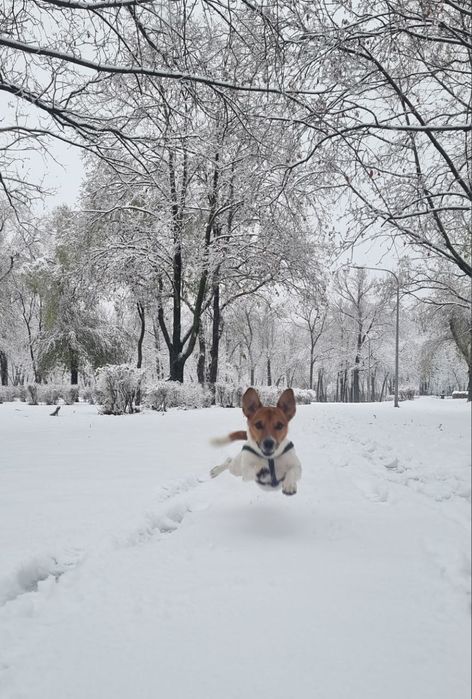 В'язка. Джек Рассел Тер'єр шукає наречену