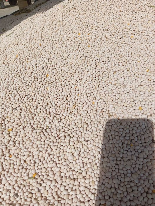 Łubin wąskolistny - gorzki