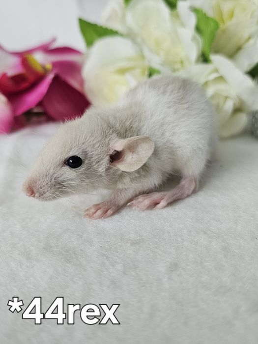 Szczur szczury szczurki