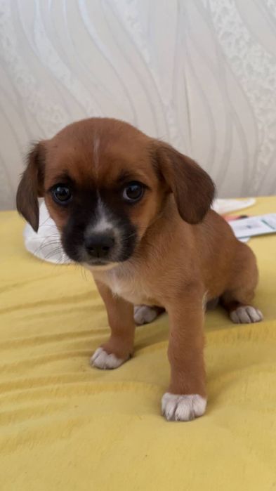 Собачок в добрі руки тернопіль місто бучач