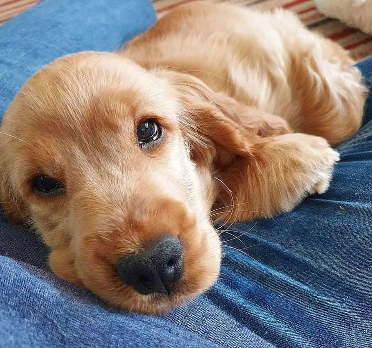 Дітки спаніелі копія батьків.