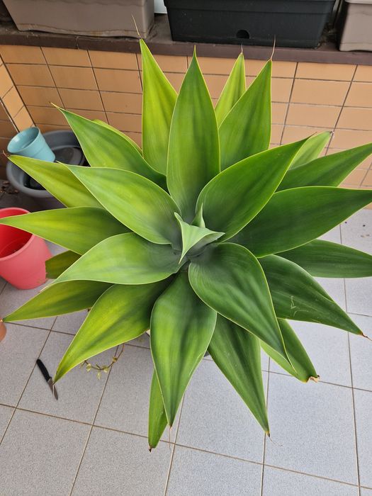 Agave dragão suculenta/cato