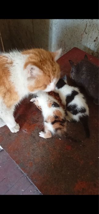 Котики в добрі руки