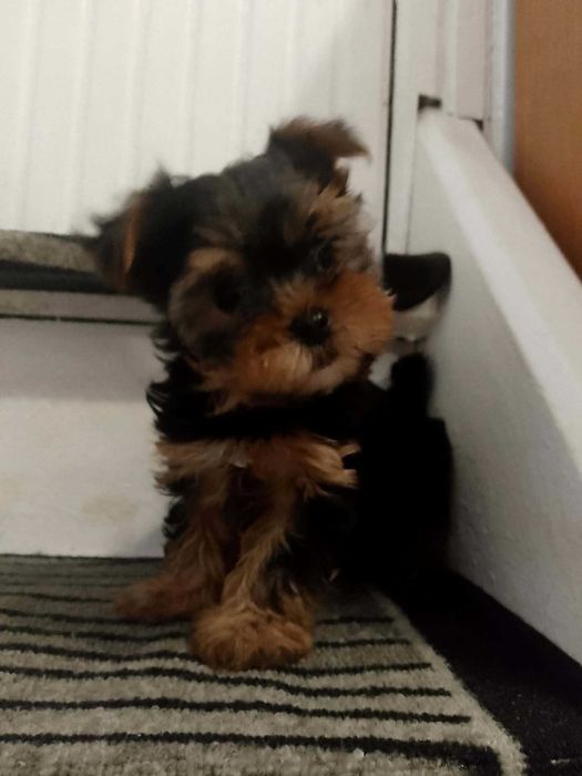 York shire szczenię