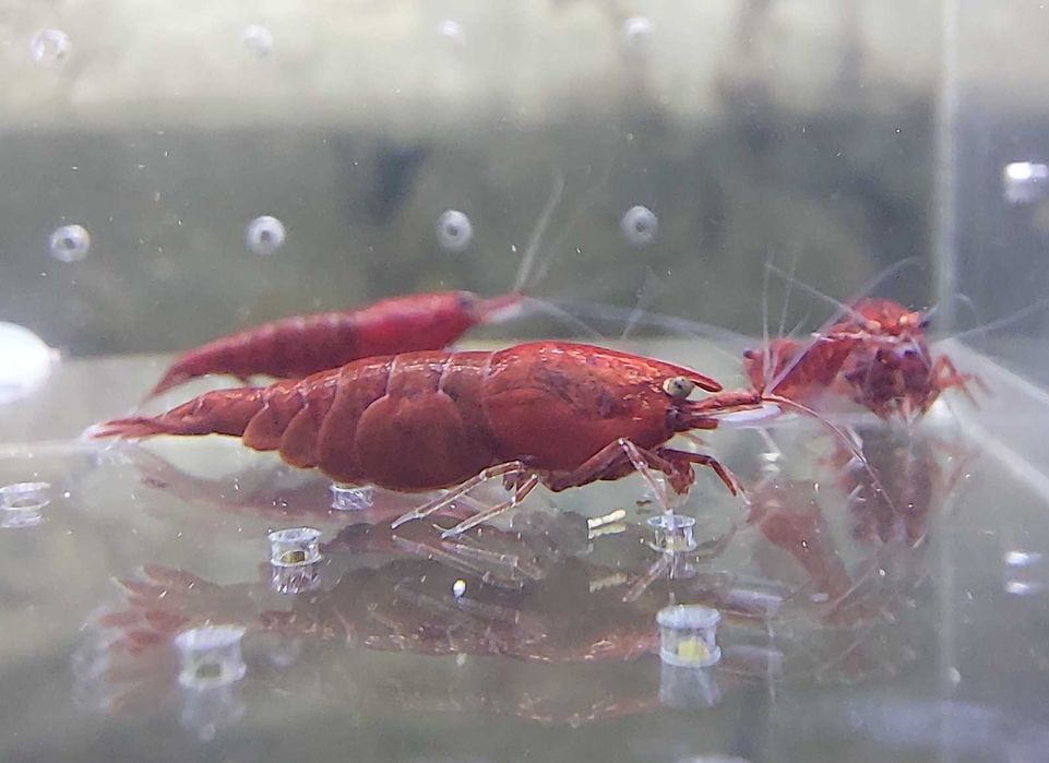 Krewetki Neocaridina Bloody Mary