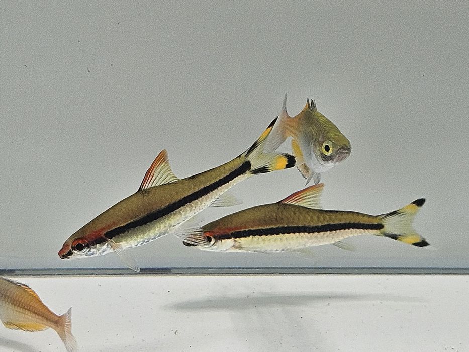 Brzanka denisona