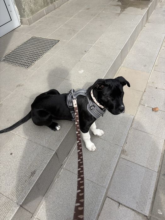 Oddam suczke 5miesiecy