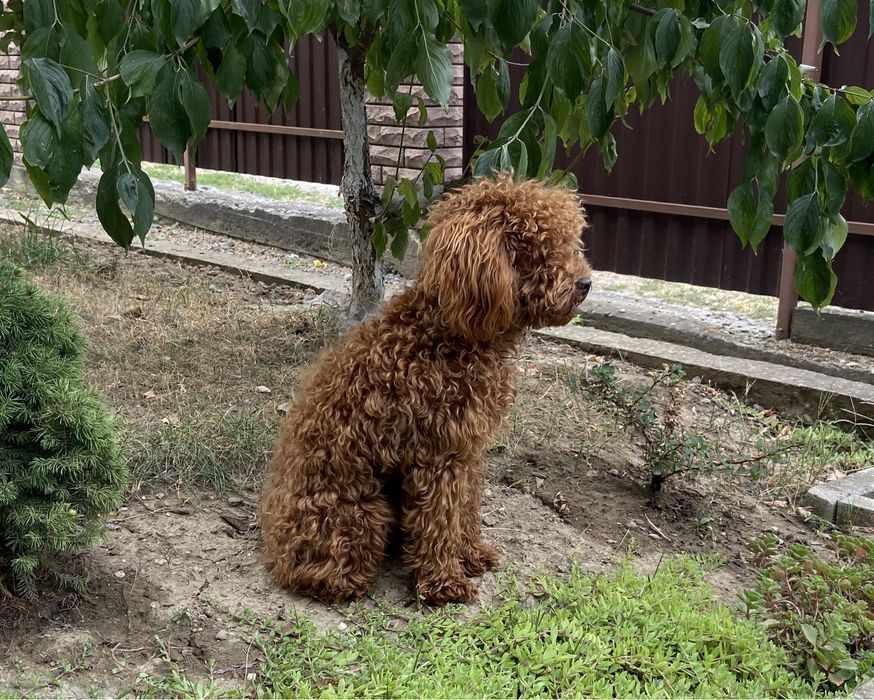 Вʼязка той-пудель
