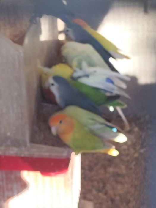 Agapórnis de todas as cores