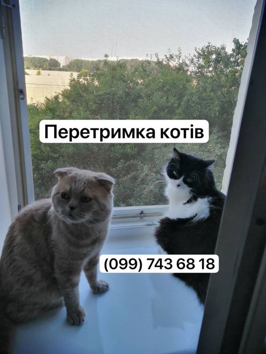 Перетримка котів
