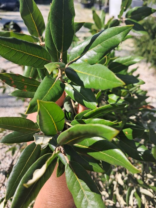 Dąb zimozielony Wysokość ok. 3m