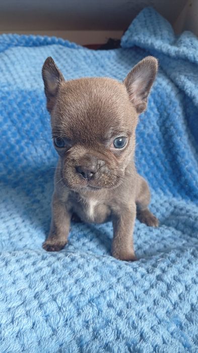 Magnífica fêmea Buldogue Francês Tigrado