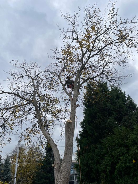 Wycinka drzew/Wyburzenia budynków