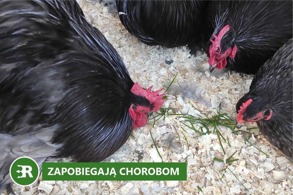 Trociny ProBioBED Plus - wsparcie dla zdrowia drobiu (250 l, 6,5kg)