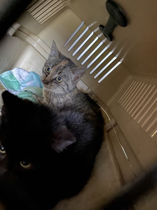 Kot, koty, kocica, kocięta