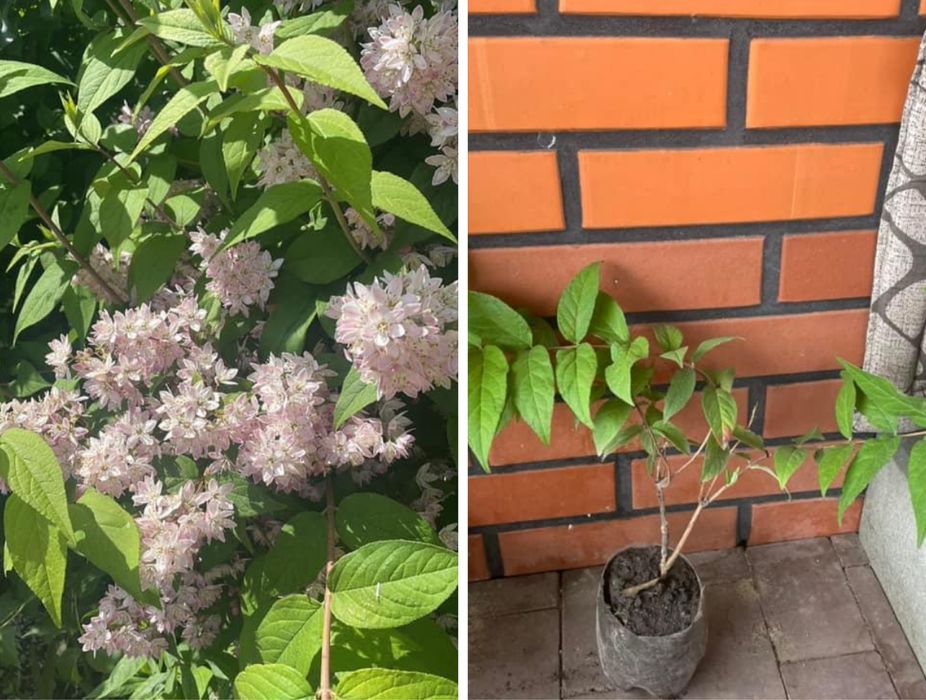 Спирея японская  голдфлейм, криспа и зелёный лист