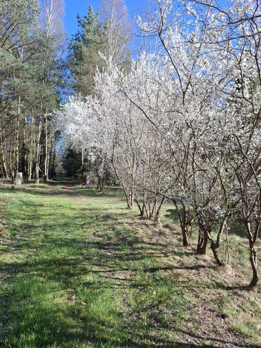 Domek letniskowy w Okoninach  / Nocleg Bory Tucholskie