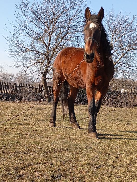 Змінить місце проживання кобила
