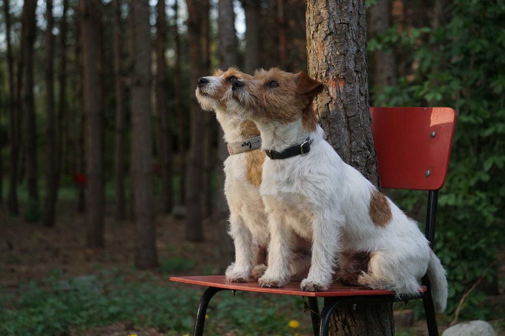 Jack Russell Terrier ZKwP FCI szczeniaczki po Ch.PL