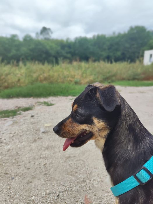 Hazel - 1 ano, 3kg
