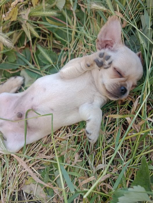 Чихуахуа цуценята