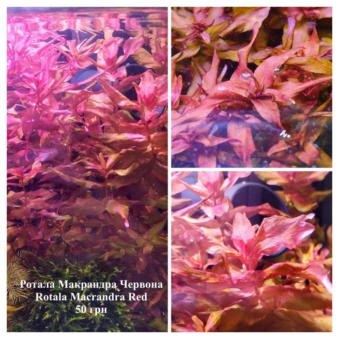 Акваріумні рослини