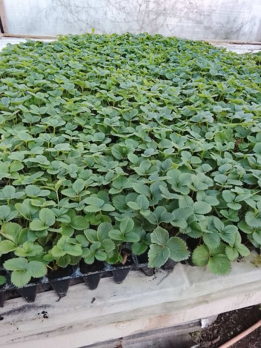 Касетна Розсада полуниці Румба