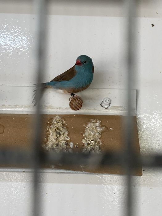 Peitinhos celeste 2025