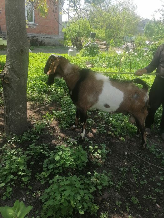 Продам англонубійського козлика