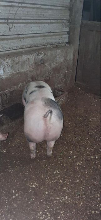 Vendo porcos cx pietran
