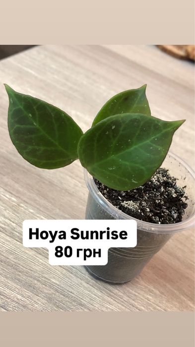 Хойя Hoya Sunrise