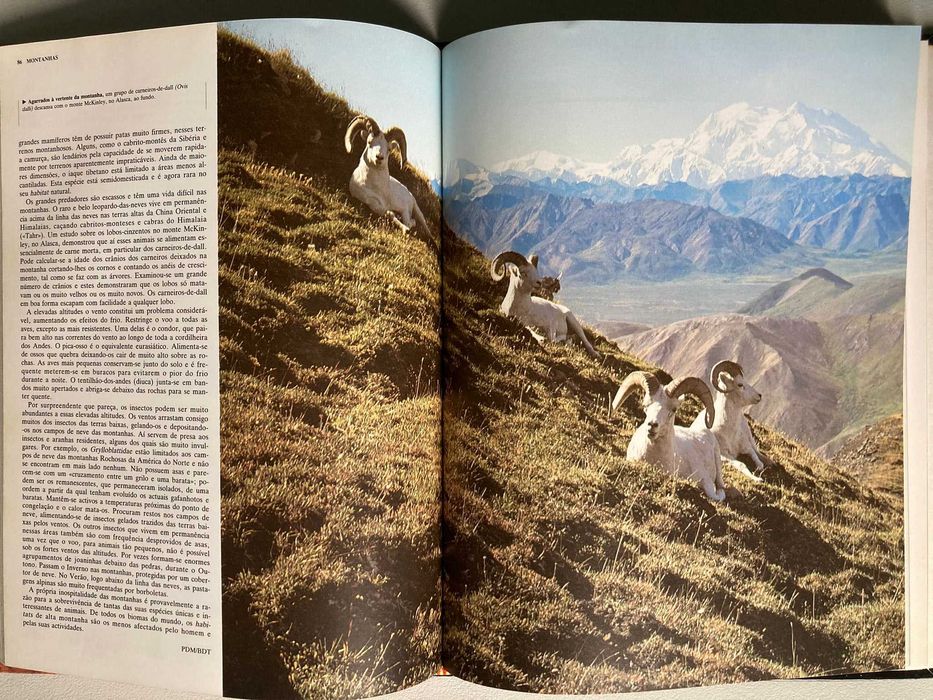 Ecologia  Animal