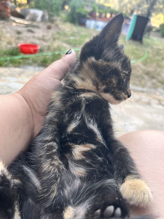 Gatinhos para dar 3 meses