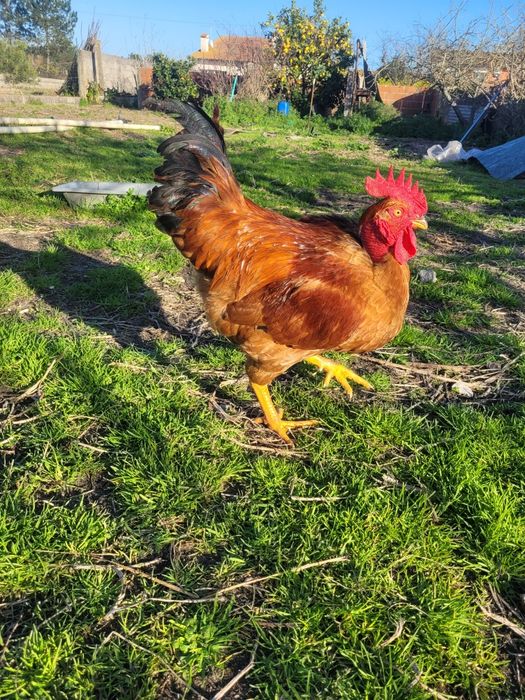 Galo do campo Galo caseiro