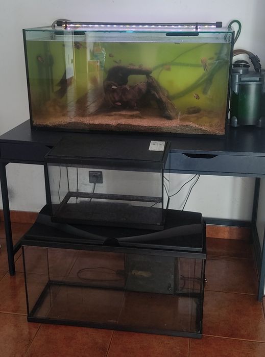 Três aquarios+peixes