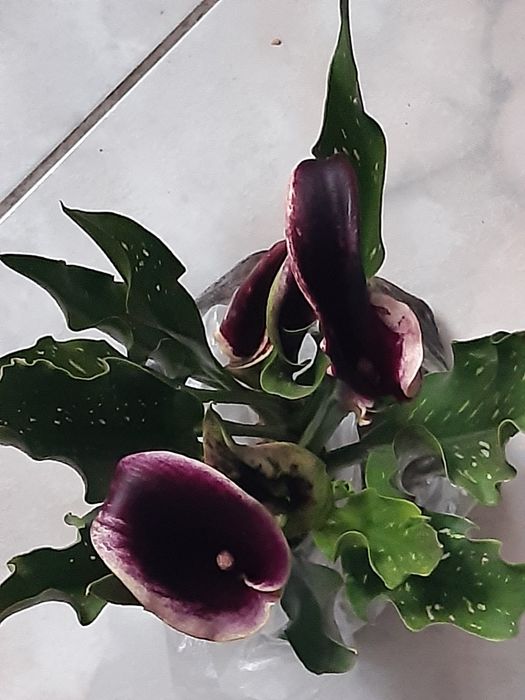 Елегантні кали з красивими квітами